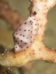 Cuspivolva howlandae