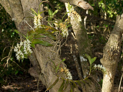 Cyrtorchis arcuata arcuata