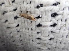 Crocidosema plebejana