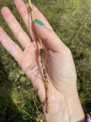 Kadenia dubia
