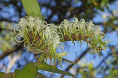 Cyrtorchis arcuata arcuata