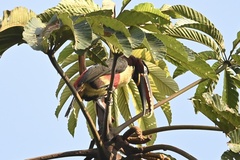 Pteroglossus castanotis