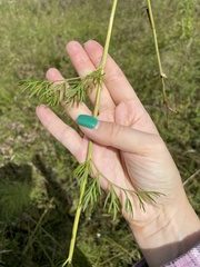 Kadenia dubia