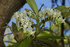 Cyrtorchis arcuata arcuata