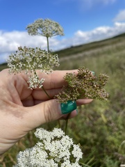 Kadenia dubia
