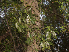 Cyrtorchis arcuata arcuata