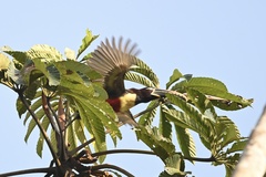 Pteroglossus castanotis