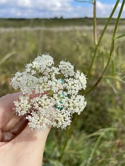 Kadenia dubia