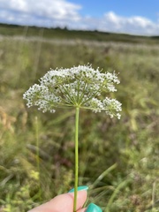 Kadenia dubia