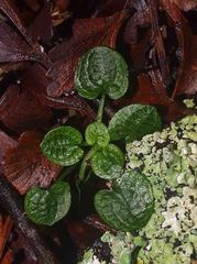 Pterostylis trullifolia