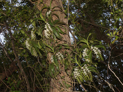 Cyrtorchis arcuata arcuata