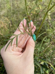 Kadenia dubia