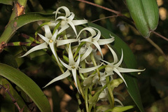 Cyrtorchis arcuata arcuata