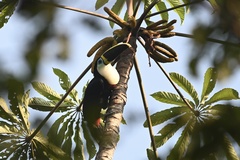 Ramphastos vitellinus