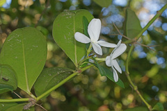 Carissa macrocarpa