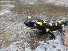 Salamandra salamandra