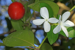 Carissa macrocarpa
