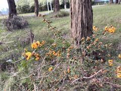 Pultenaea scabra