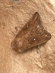 Mythimna albipuncta