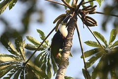 Ramphastos vitellinus