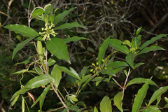 Peddiea africana