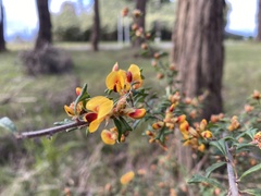 Pultenaea scabra