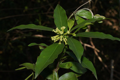 Peddiea africana