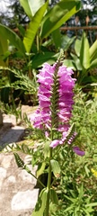 Physostegia