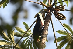 Ramphastos vitellinus