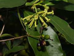 Peddiea africana