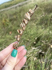 Gladiolus imbricatus