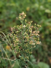 Erigeron sumatrensis