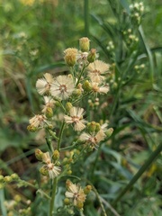 Erigeron sumatrensis