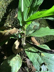 Rhinella margaritifera