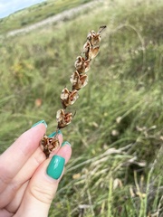 Gladiolus imbricatus