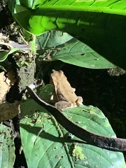 Rhinella margaritifera