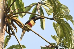 Pteroglossus castanotis