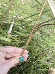 Gladiolus imbricatus