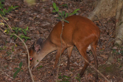 Cephalophorus natalensis natalensis