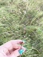Gladiolus imbricatus