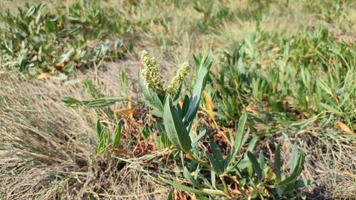 Image of Knorringia sibirica by (c) Svyatoslav Knyazev, some rights reserved (CC BY)
