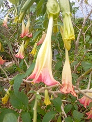Brugmansia