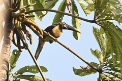 Pteroglossus castanotis