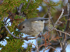 Acanthiza pusilla