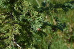 Picea engelmannii