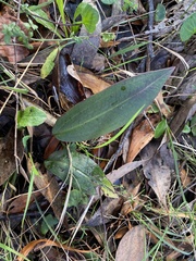 Cryptostylis leptochila