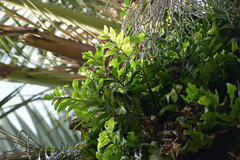 Asplenium oblongifolium