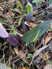 Cryptostylis leptochila