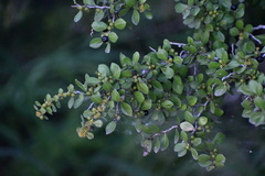 Condalia hookeri
