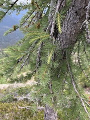 Larix lyallii